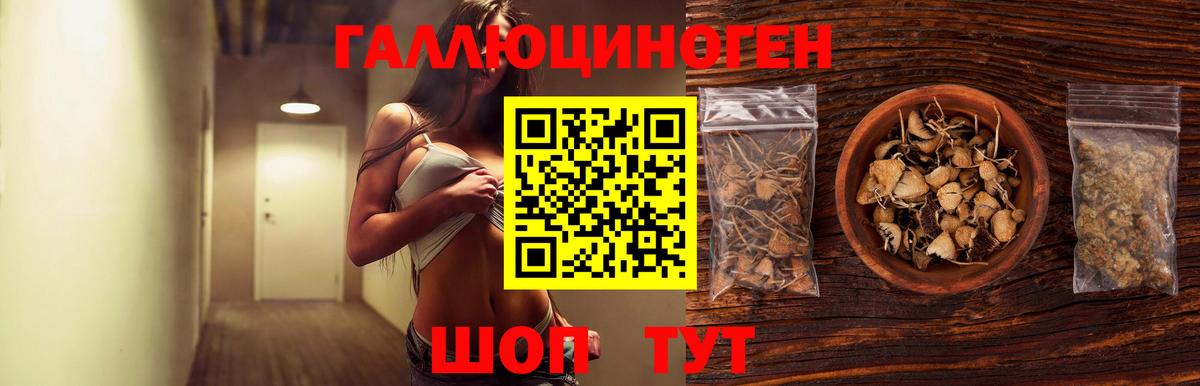 Галлюциногенные грибы Psilocybine cubensis Дербент
